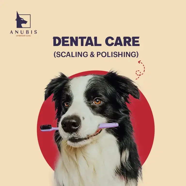 Dental_Care