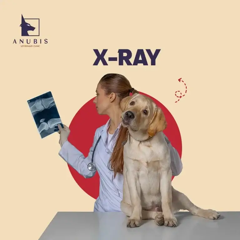X-Ray