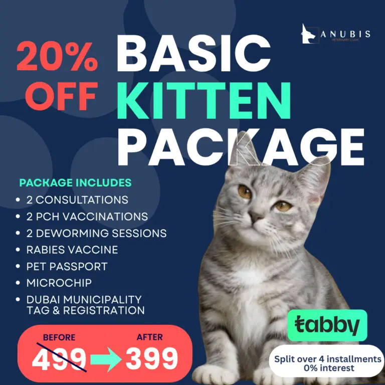 14 Oct basic kitten
